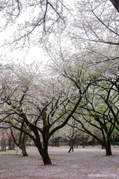 Tokyo J30 Japon