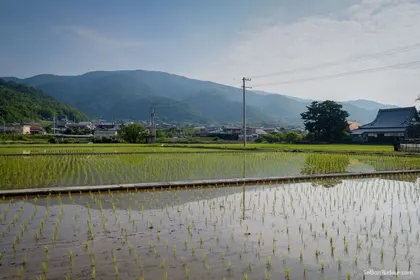 La culture du riz, paysage typique de saison