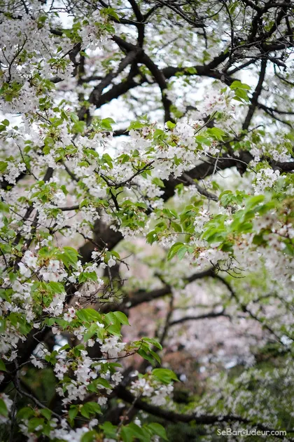 Tokyo J30 Japon