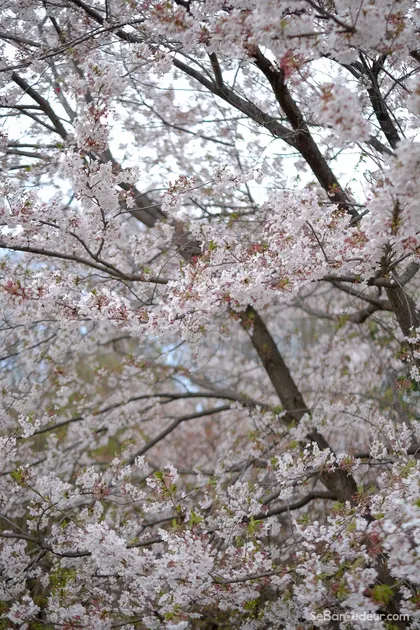 Tokyo J30 Japon