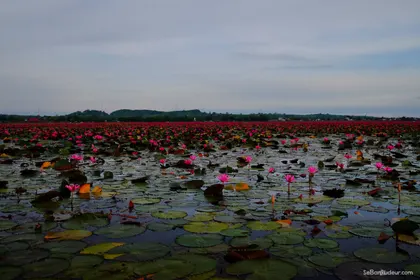 Bangkok J435 Thaïlande