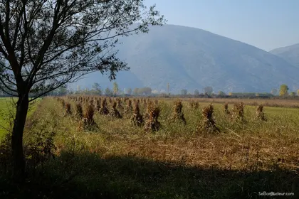 Shkallnur  J139  Albanie