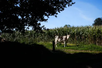 J557 (730) A la maison